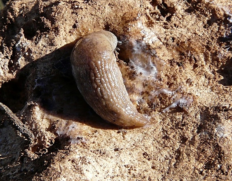 Deroceras sp.